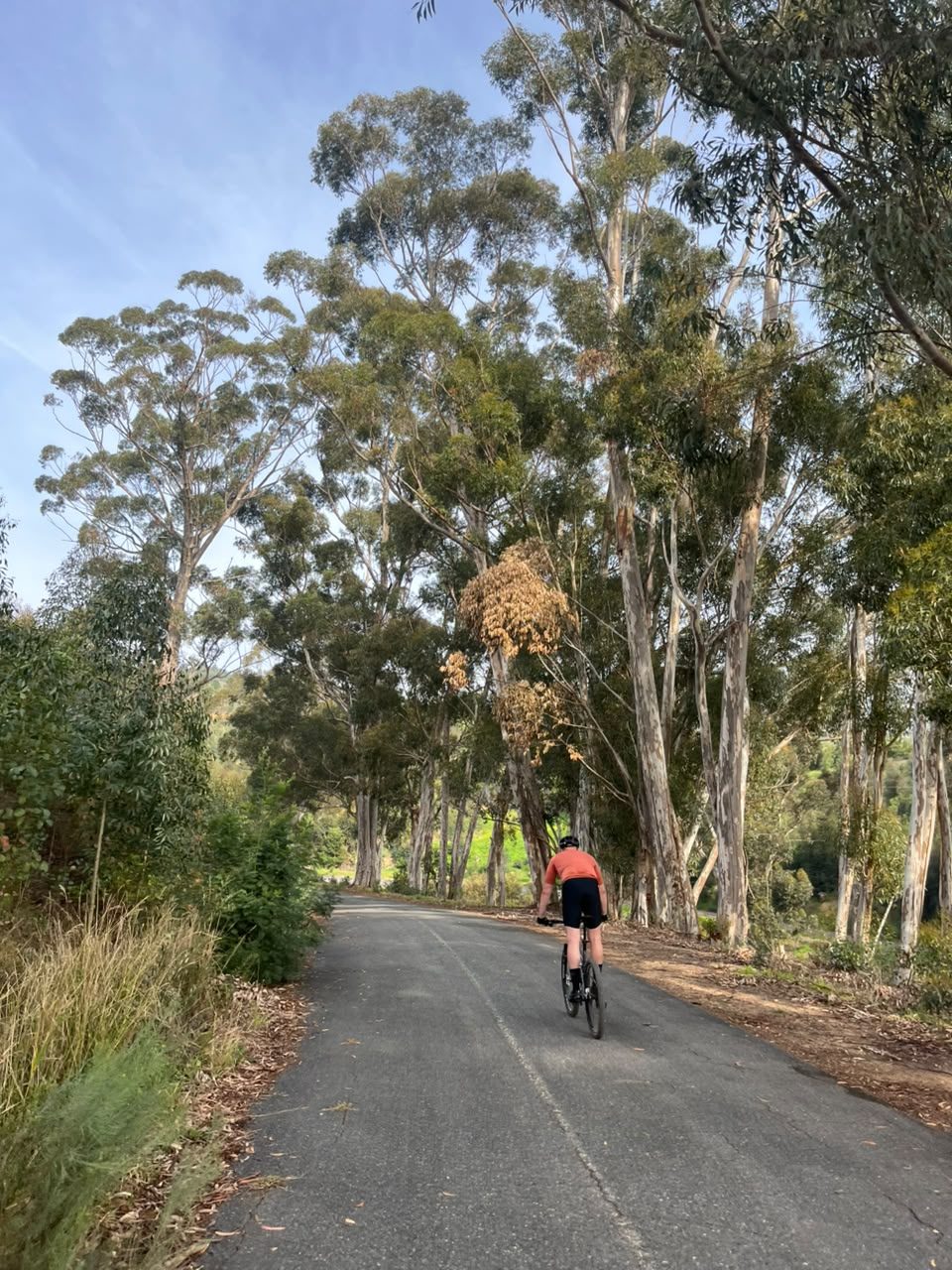 Cyclist riding through a shaded eucalyptus tree tunnel on a Stellenbosch forest trail