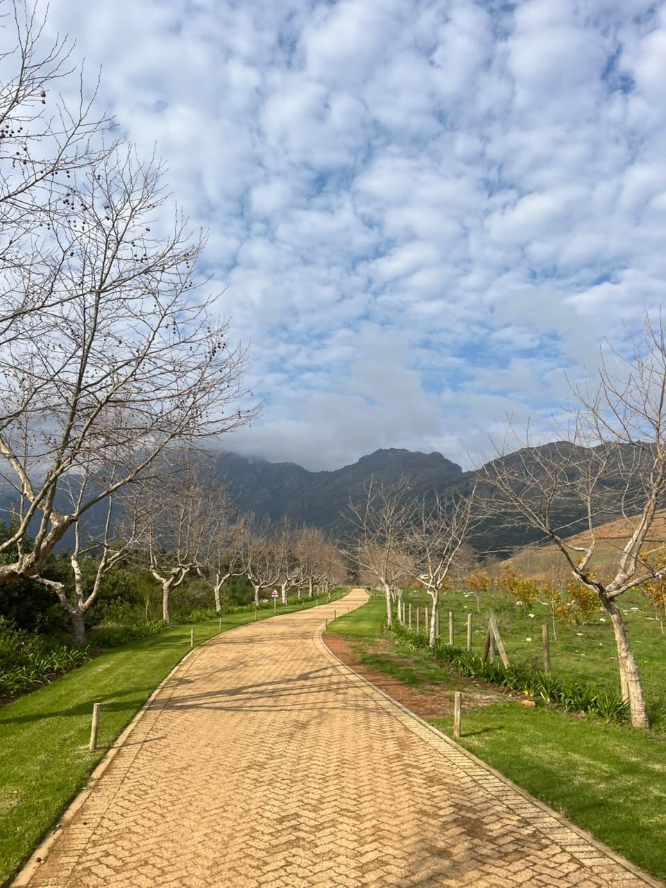 Cobbled wine-farm path leading towards the Stellenbosch mountains